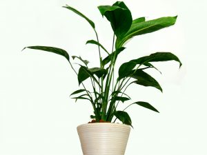 Minimalism inom inredning